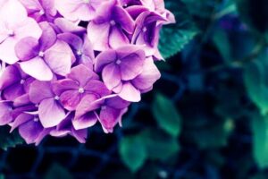 紫陽花のドライフラワー花言葉は 永遠の愛 もも 福岡メモ